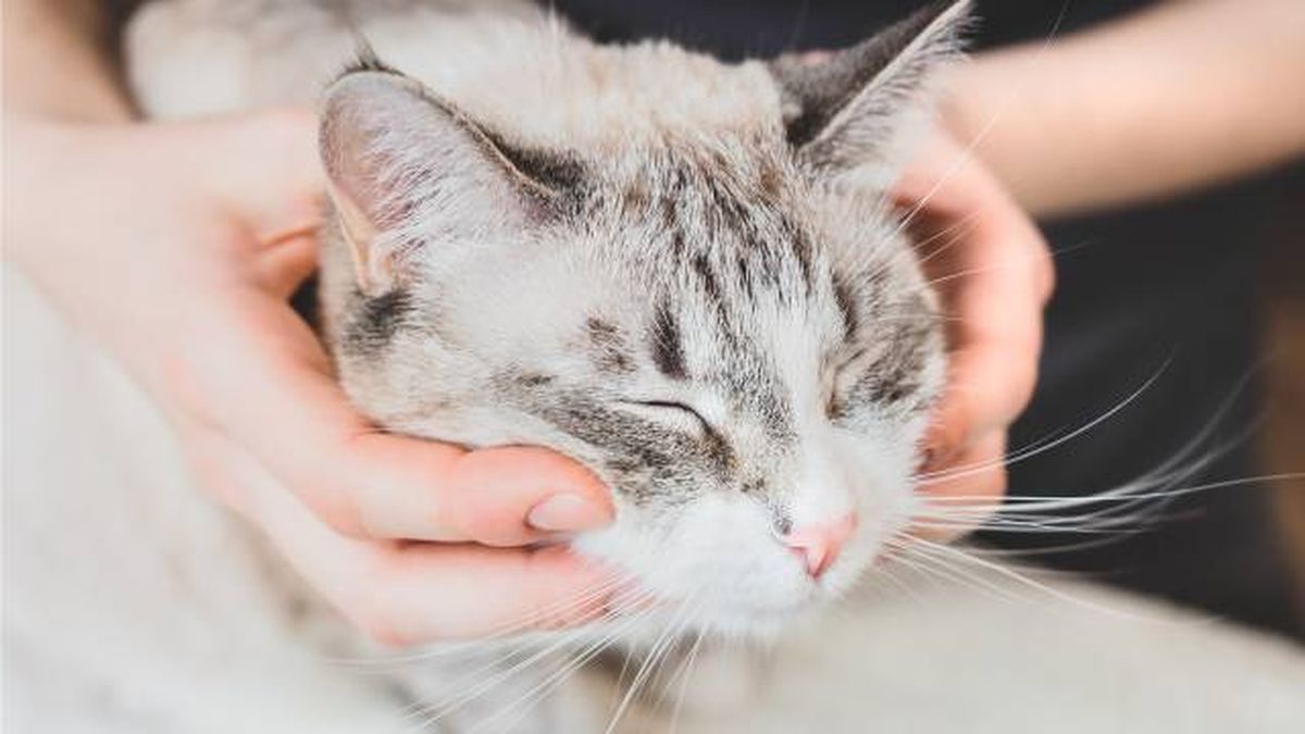 fisioterapia en gatos beneficios