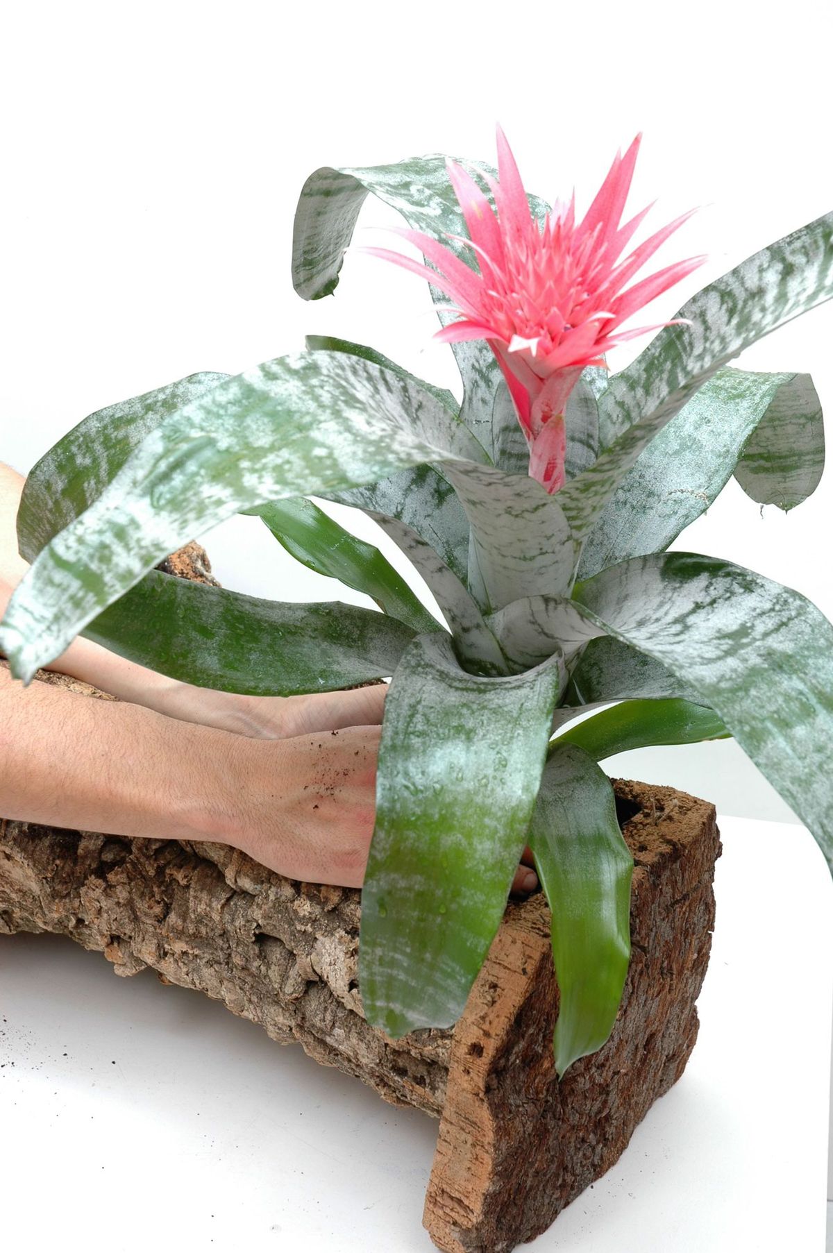 Composición con bromelias paso 1