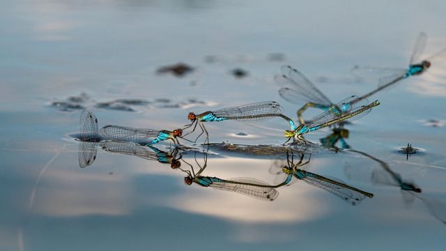 libelula en entornos humedos insecto beneficioso para el huerto