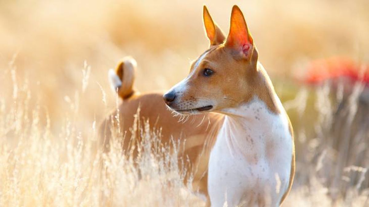 La raza de perro Basenji es pelirroja