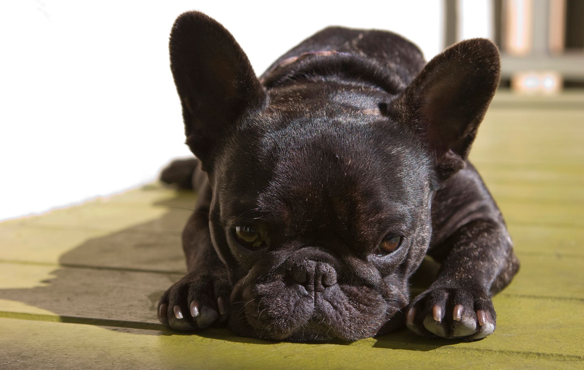 alimentacion cachorros piel sensible xl
