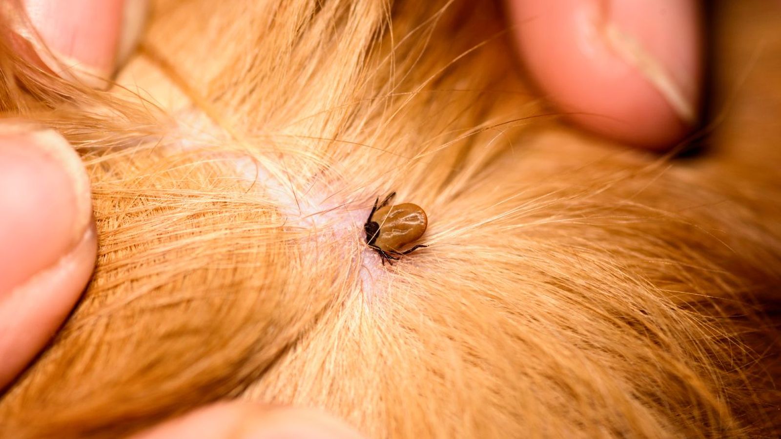 collares antiparasitarios para perros