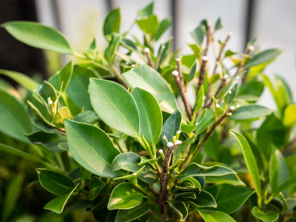 Látex irritante de los ficus.