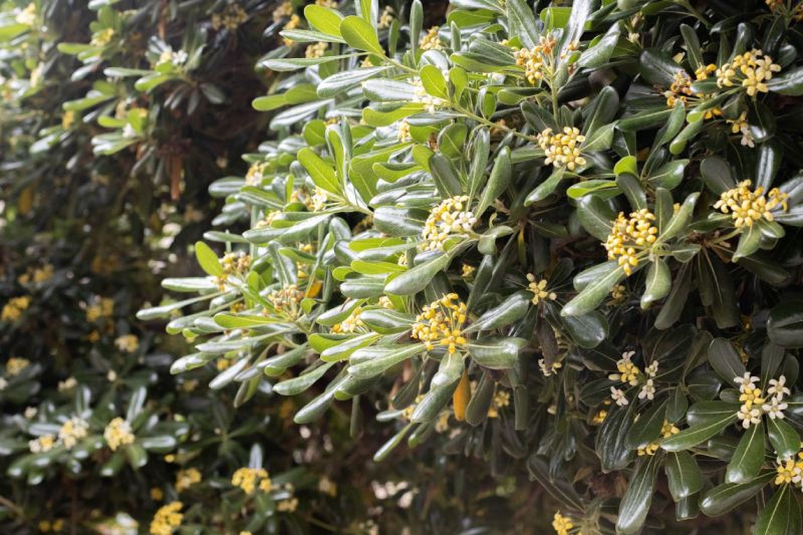 Pittosporum tobira en el jardín