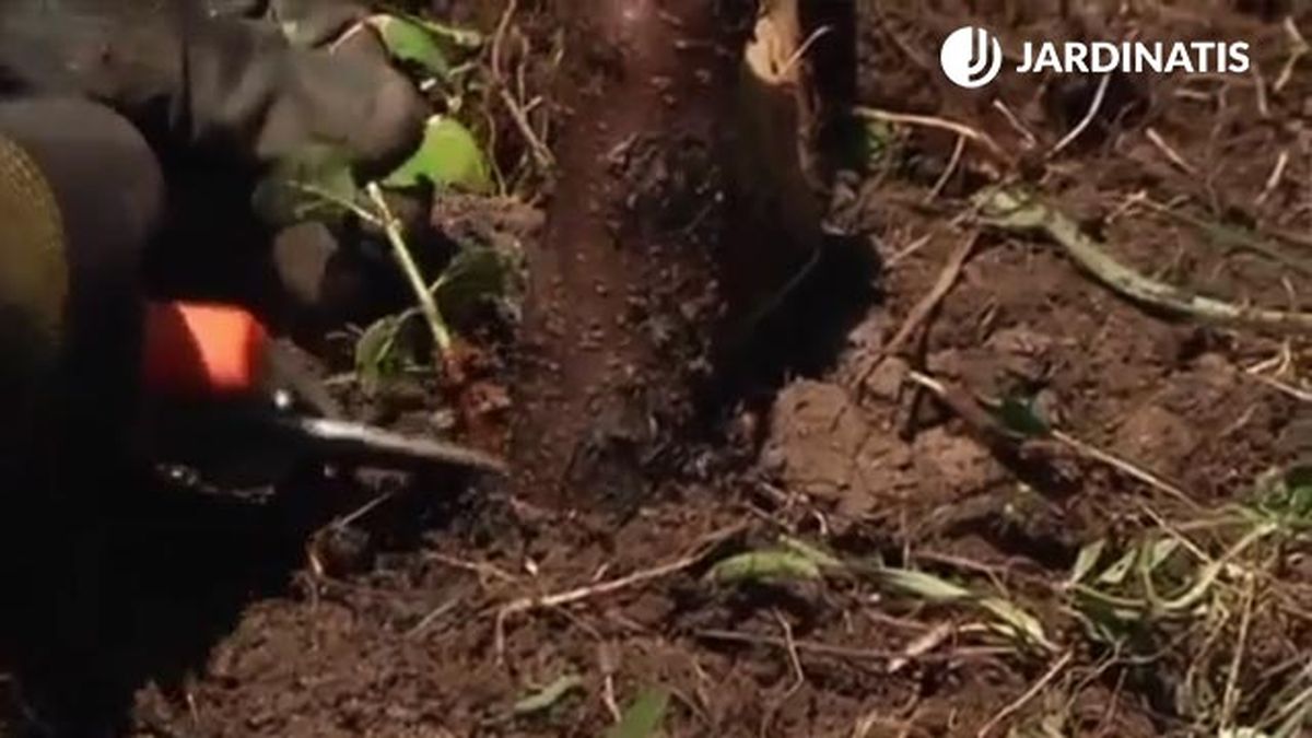 cortar chupones de ciruelo plantado en el jardin jardinatis