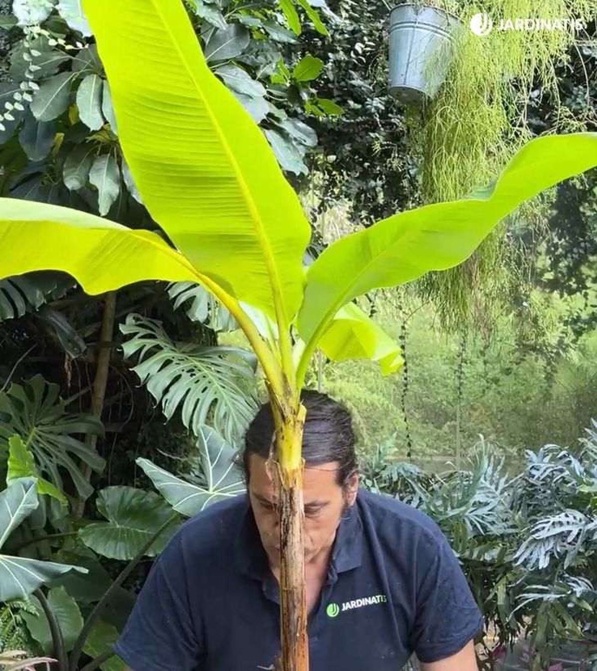 hojas de platanera bananera