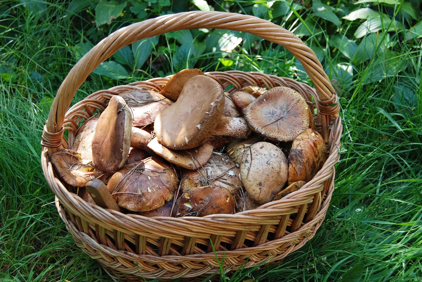 Cómo hacer una cesta para recoger setas