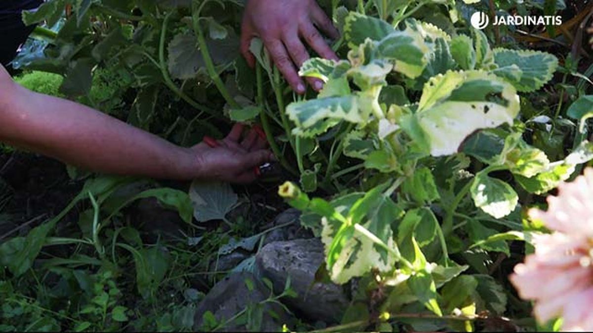 brico jardin 1003 esquejes otonales coger raices aereas