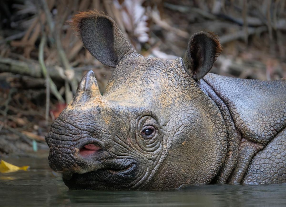 Rinoceronte de Java (Rhinoceros sondaicus).