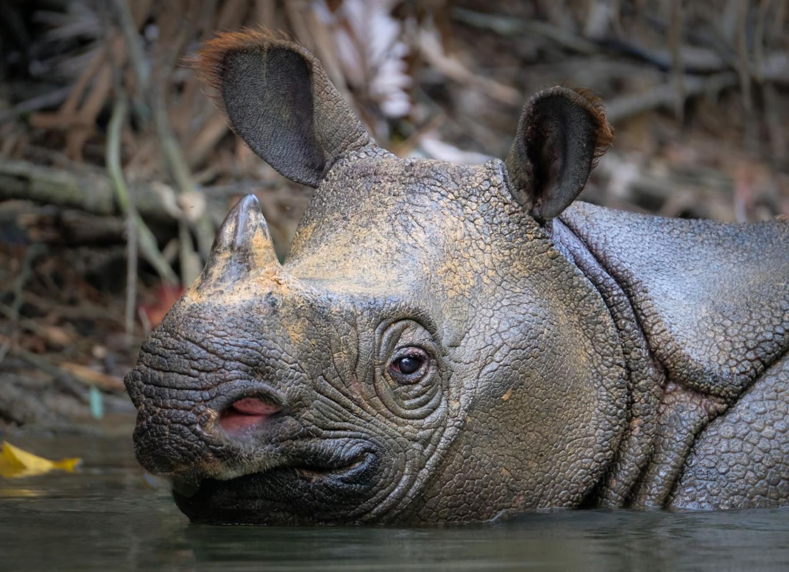 Rinoceronte de Java (Rhinoceros sondaicus).