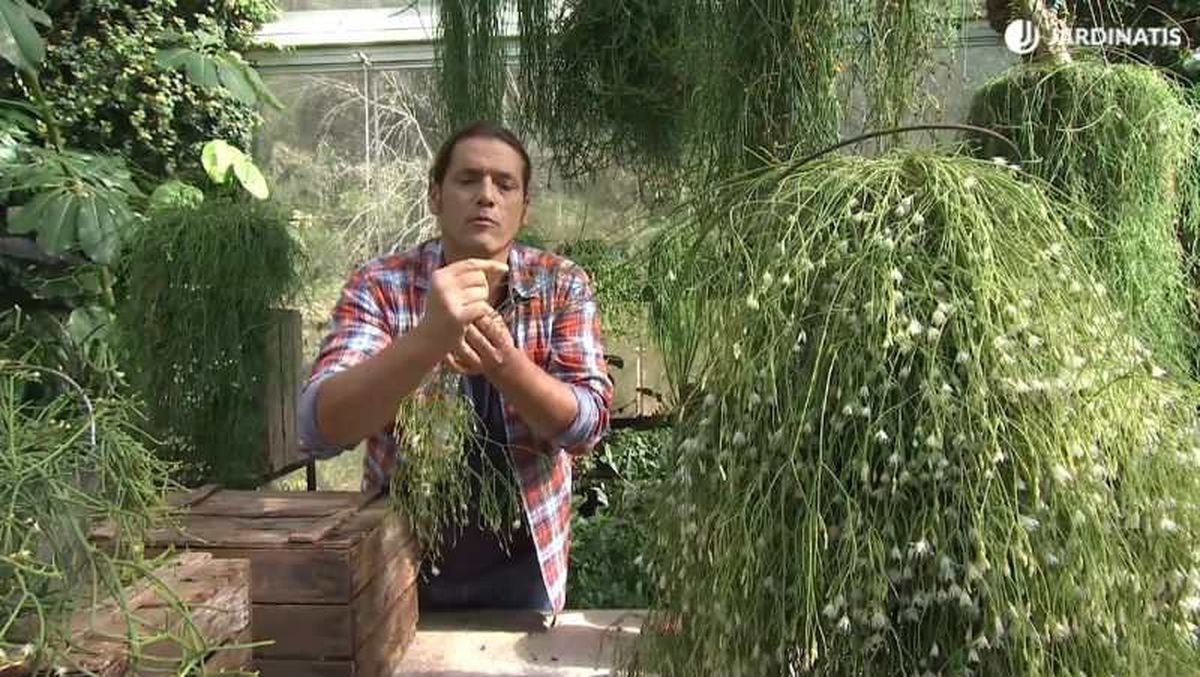 Selecciona una rama sana