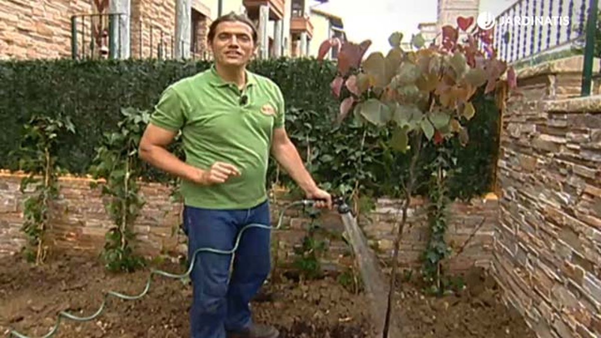 plantacion del arbol del amor 2 brico 468 jardinatis