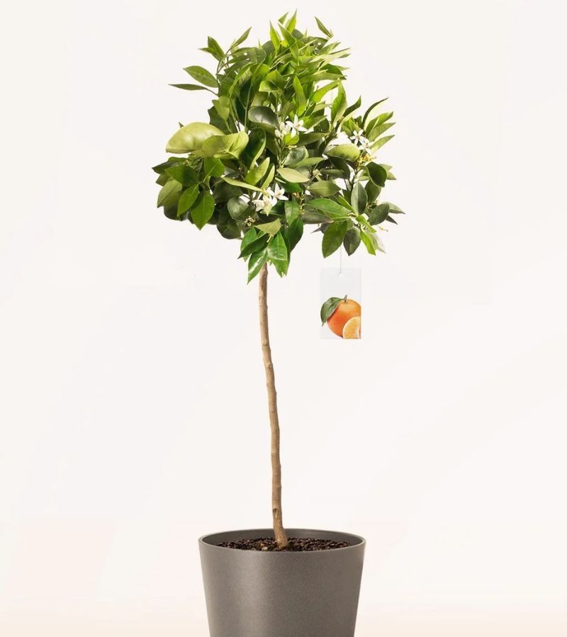 Citrus Madurensis
