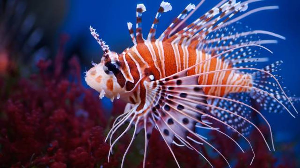 especies exoticas invasoras espana peces