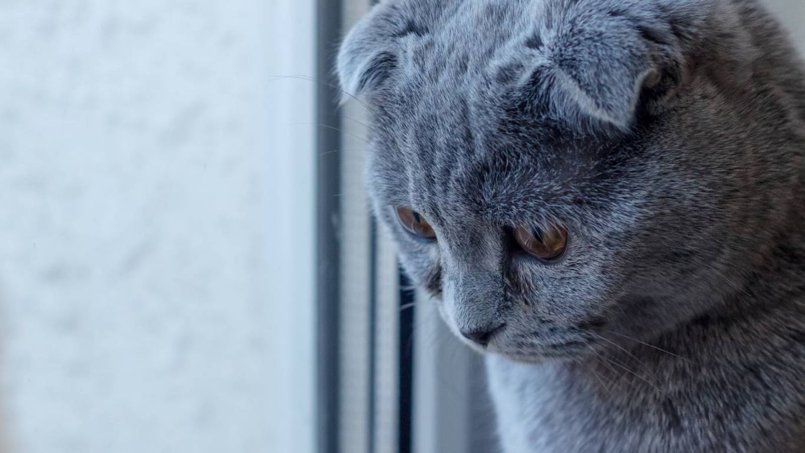 Un gato doméstico bien cuidado y atendido puede vivir entre 12 y 18 años.
