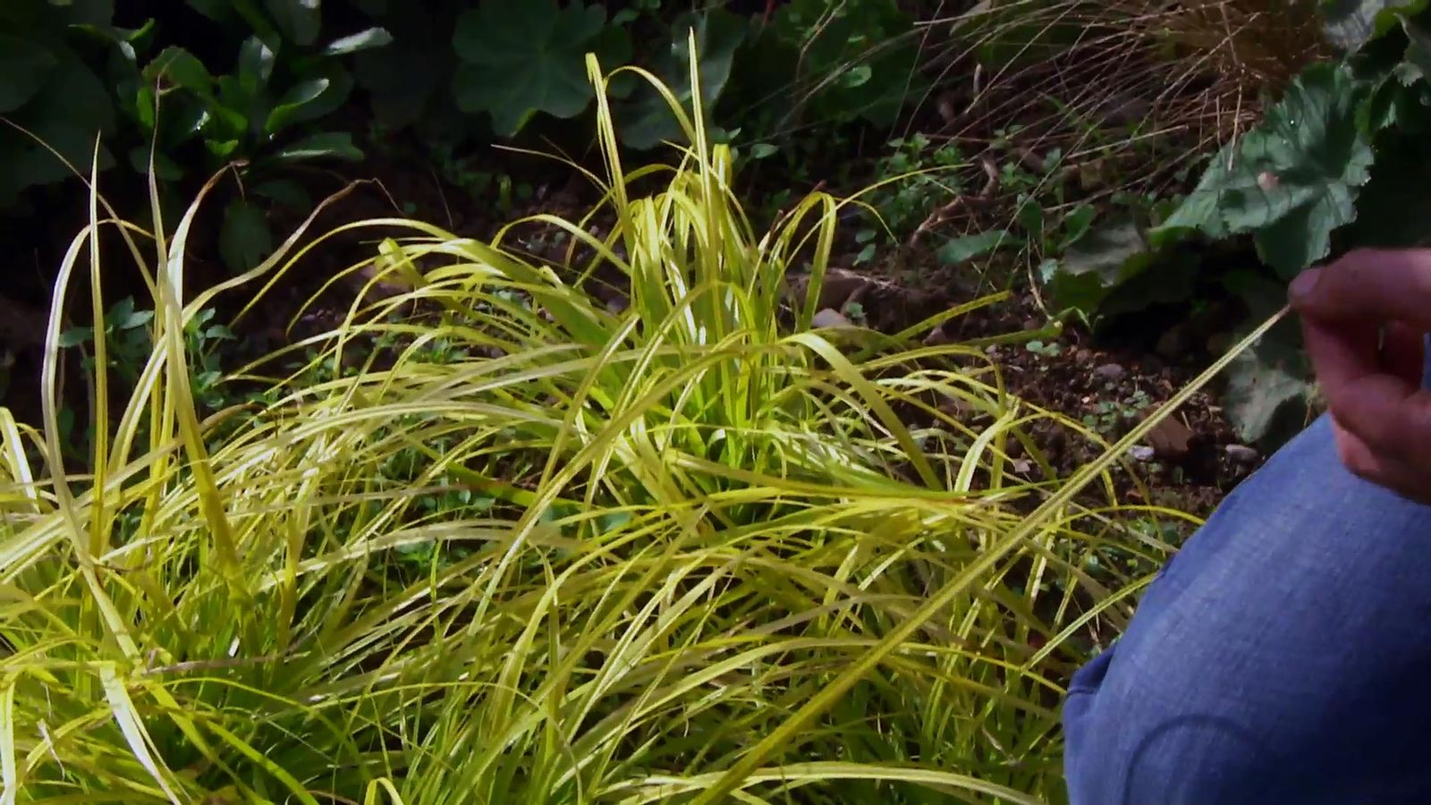 DEKO_JARDIN_633_Carex everillo jardin color