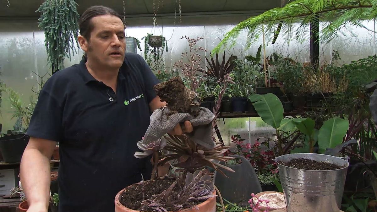 deco 766 jardin composicion plantas crasas marrones