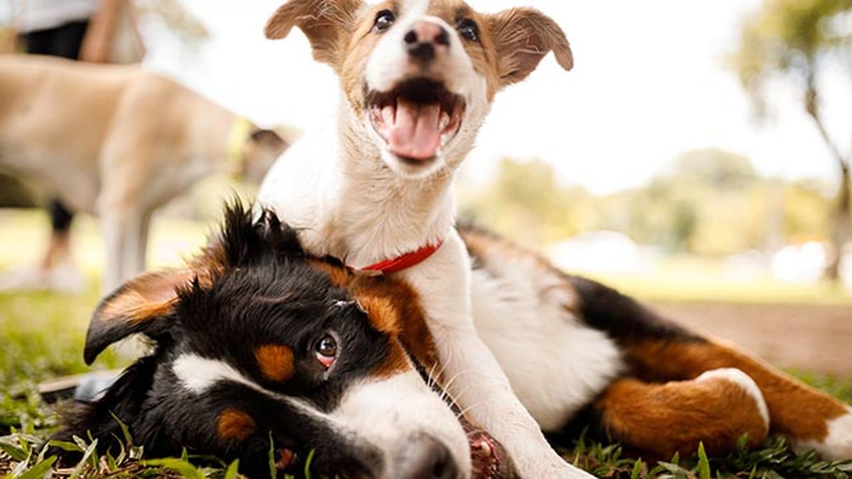 perros tristes por duelo 4 perros jugando