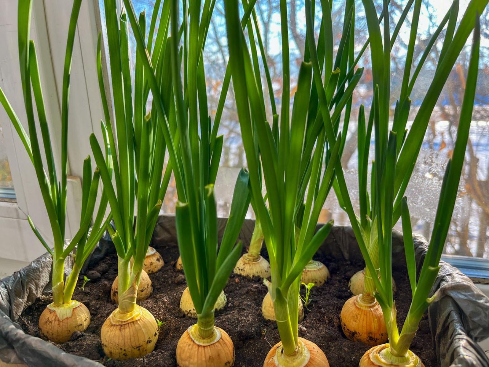 Cebollas verdes.