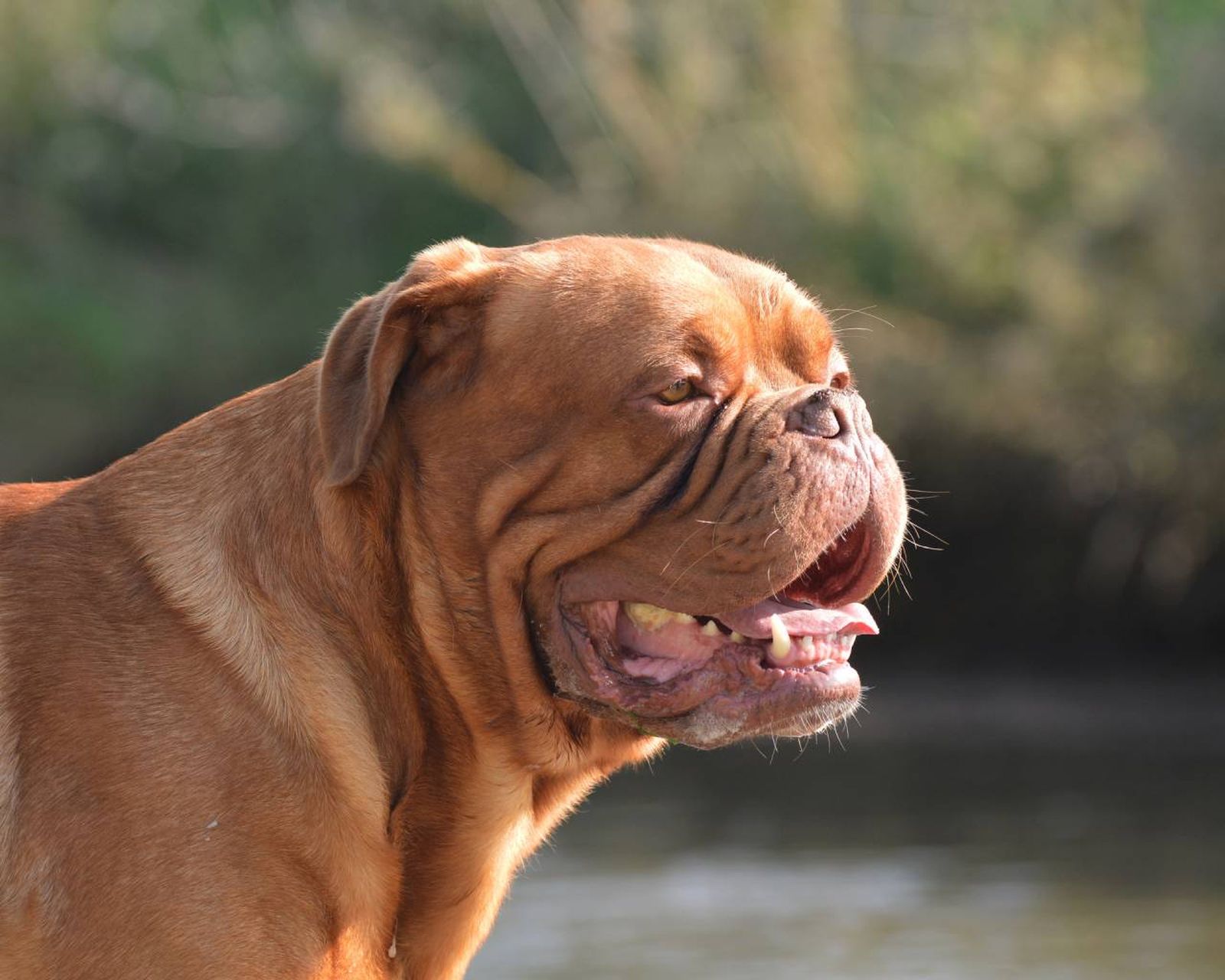 El Dogo de Burdeos es una raza de perro de gran tamaño, que tiene su origen en Francia.