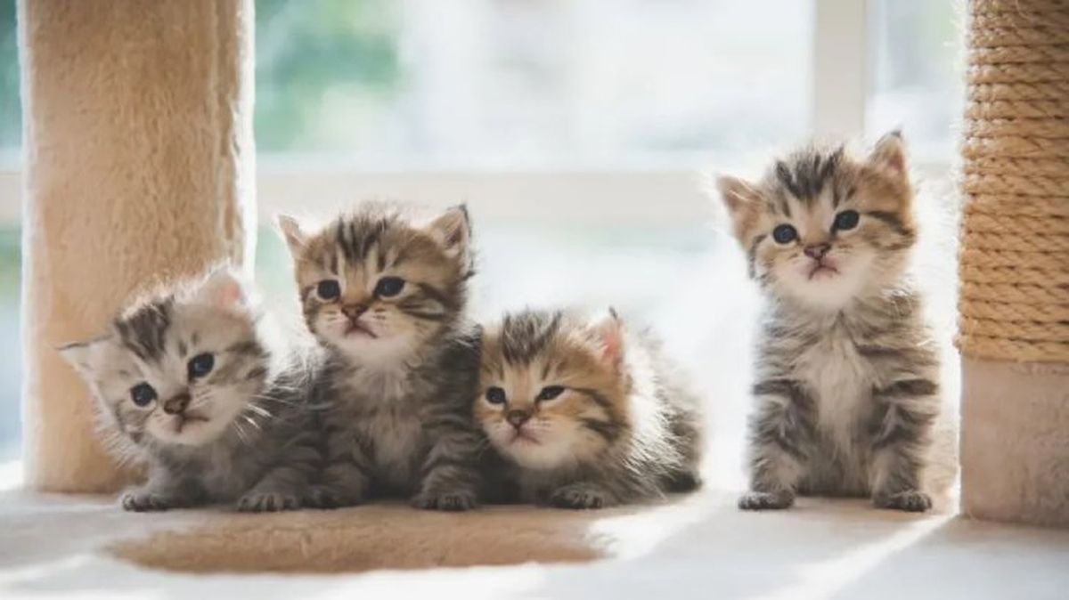 cuantas horas duerme un gato 3