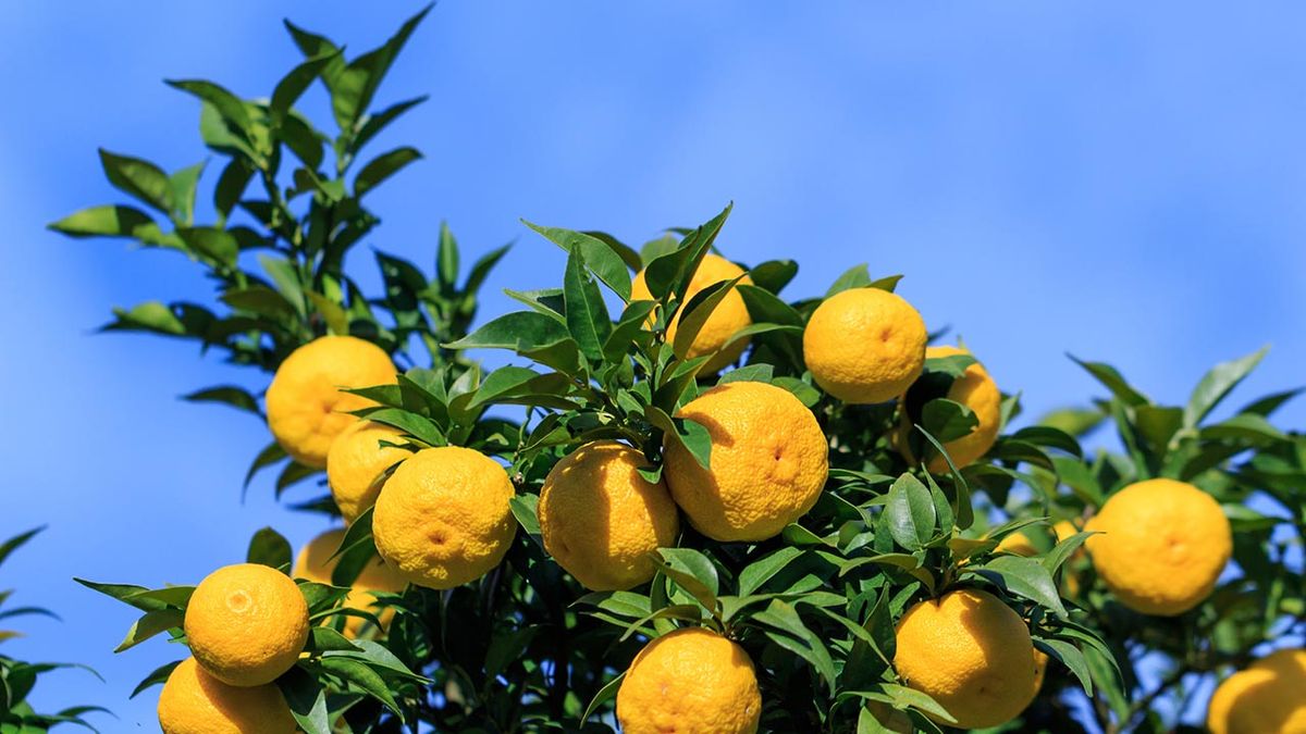 yuzu ingrediente japones antiedad 1