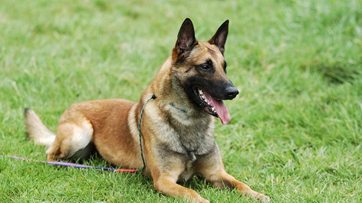 malinois en el campo