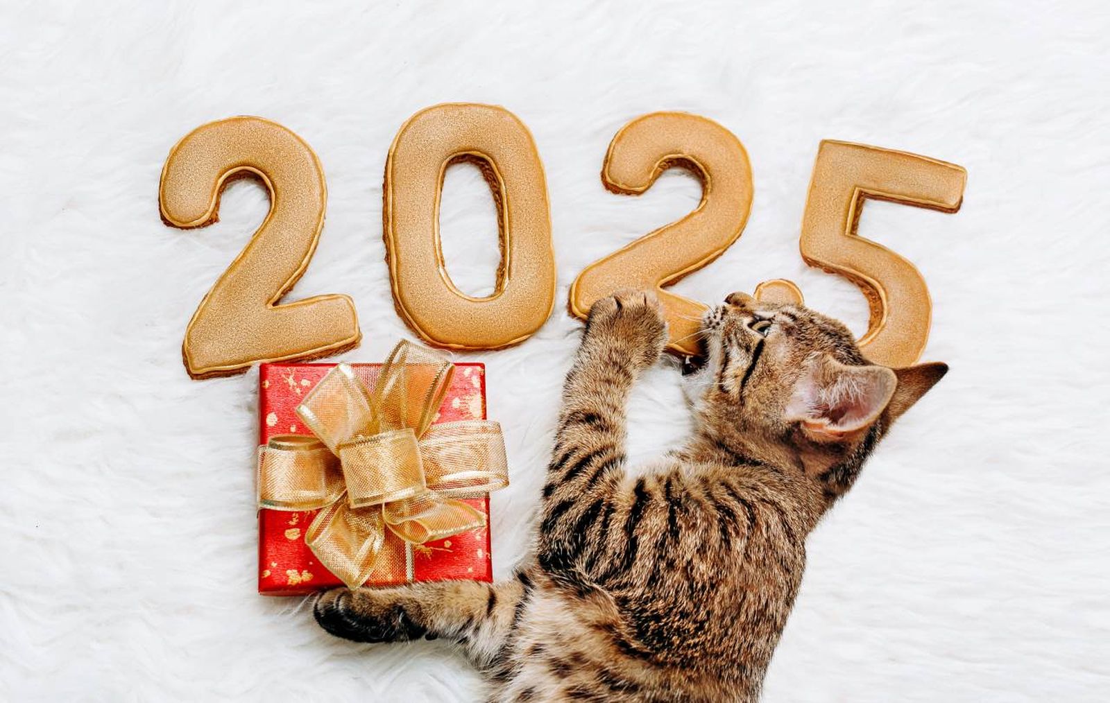 Conoce qué le espera a tu amigo peludo en 2025 y aprende cómo cuidarlo.