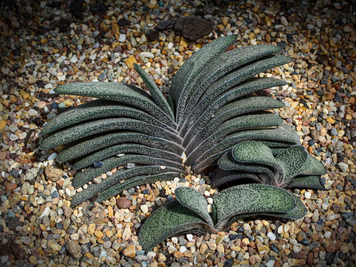 Gasteria baylissiana en exterior.