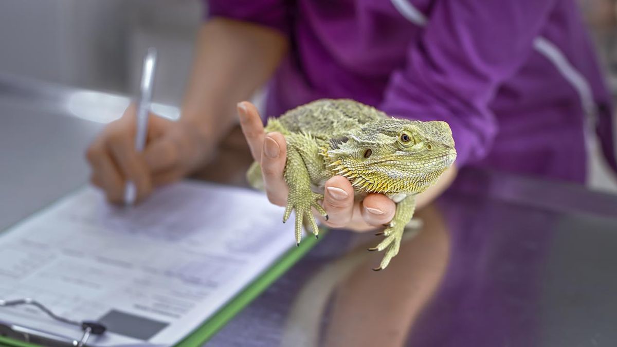veterinarios exoticos por que acudir a ellos lagarto