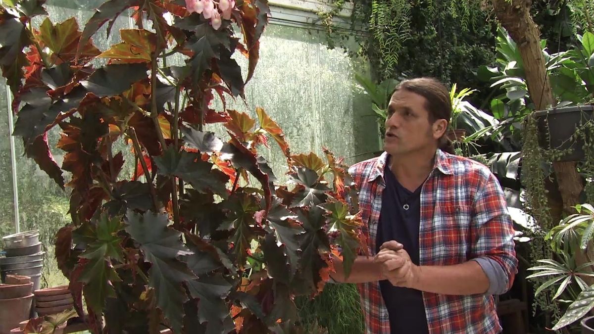 Deco743 jardineria begonia superba irene nuss xl