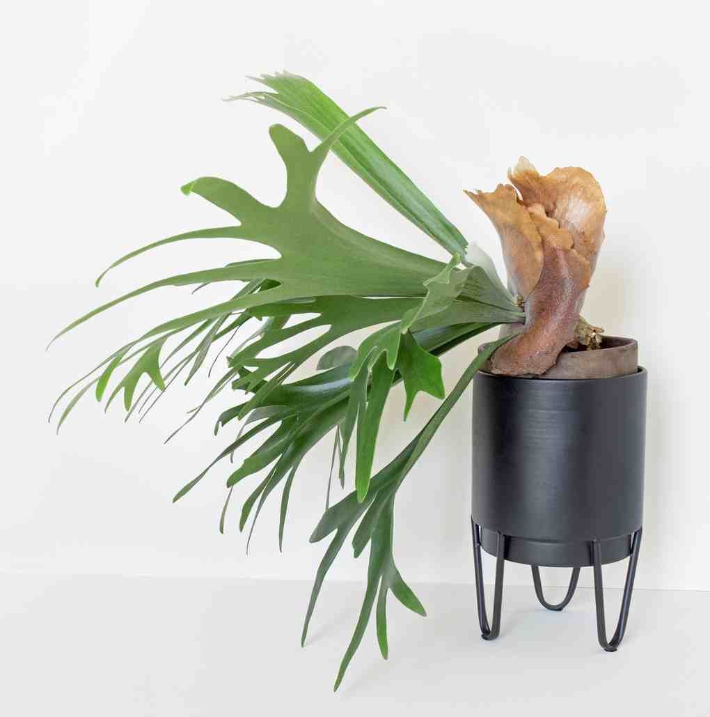 Platycerium bifurcatum helecho cuerno de alce en maceta