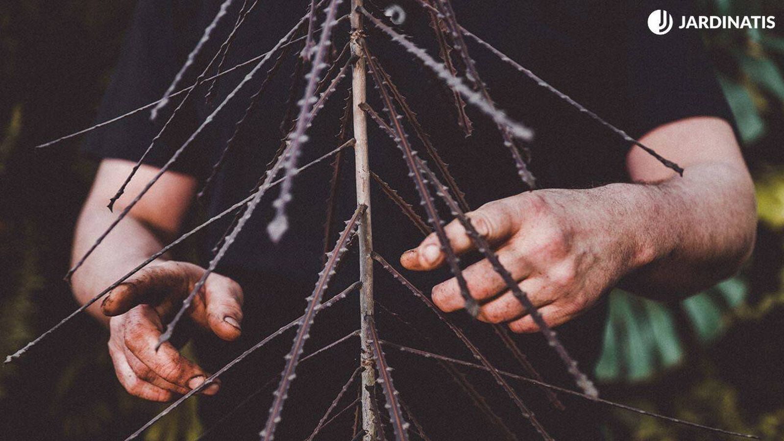 Pseudopanax feroz tiene las hojas con bordes aserrados.