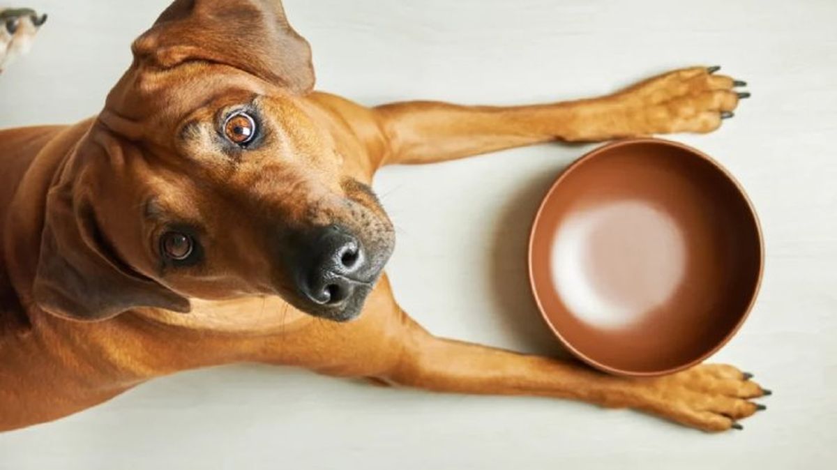 torsion de estomago en perros 2