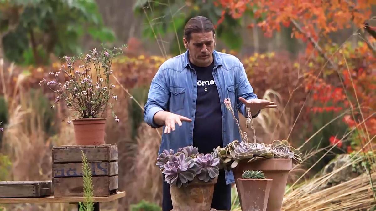 972 briconsulta jardineria echeverias inigo