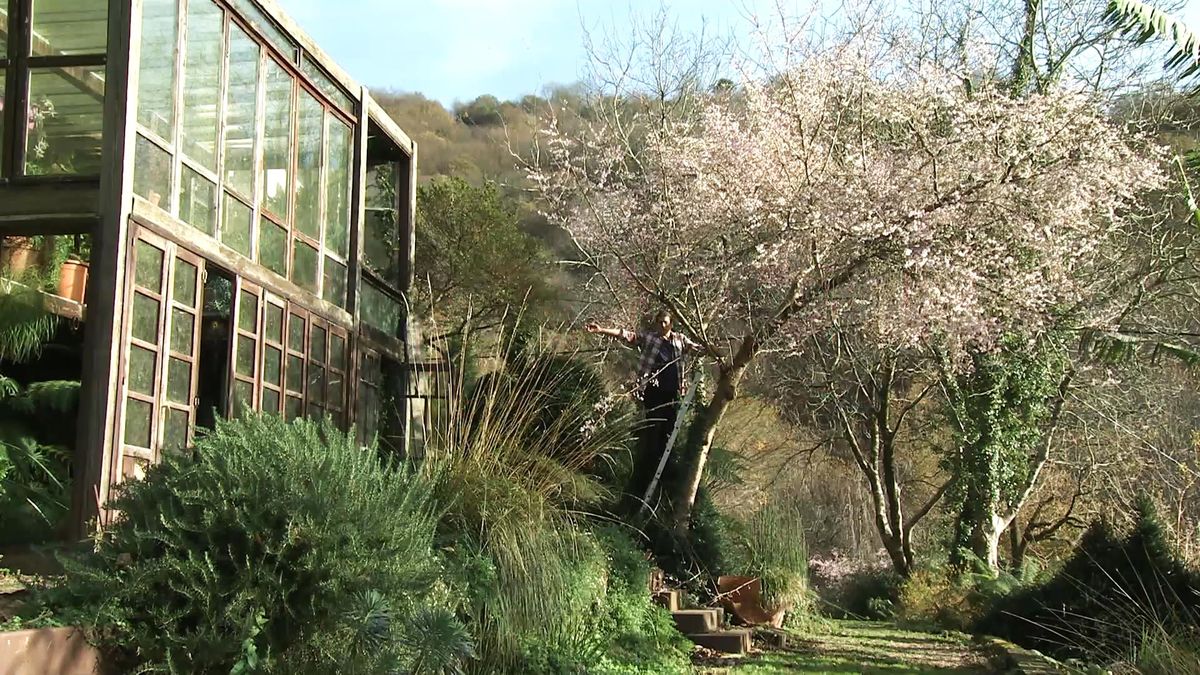 Deco723 jardineria cerezo florecer