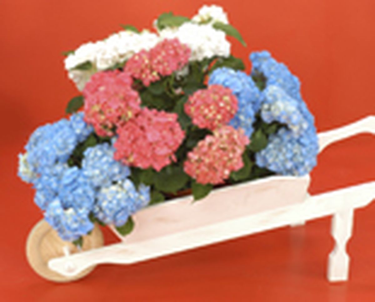 97505 hortensia p01 intro