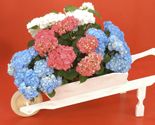 97505 hortensia p01 intro