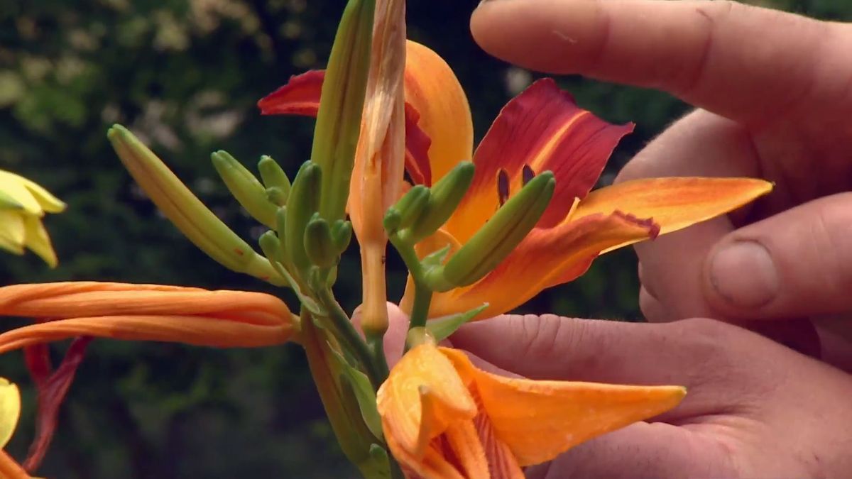 deco 0701 jardineria hemerocallis perenne
