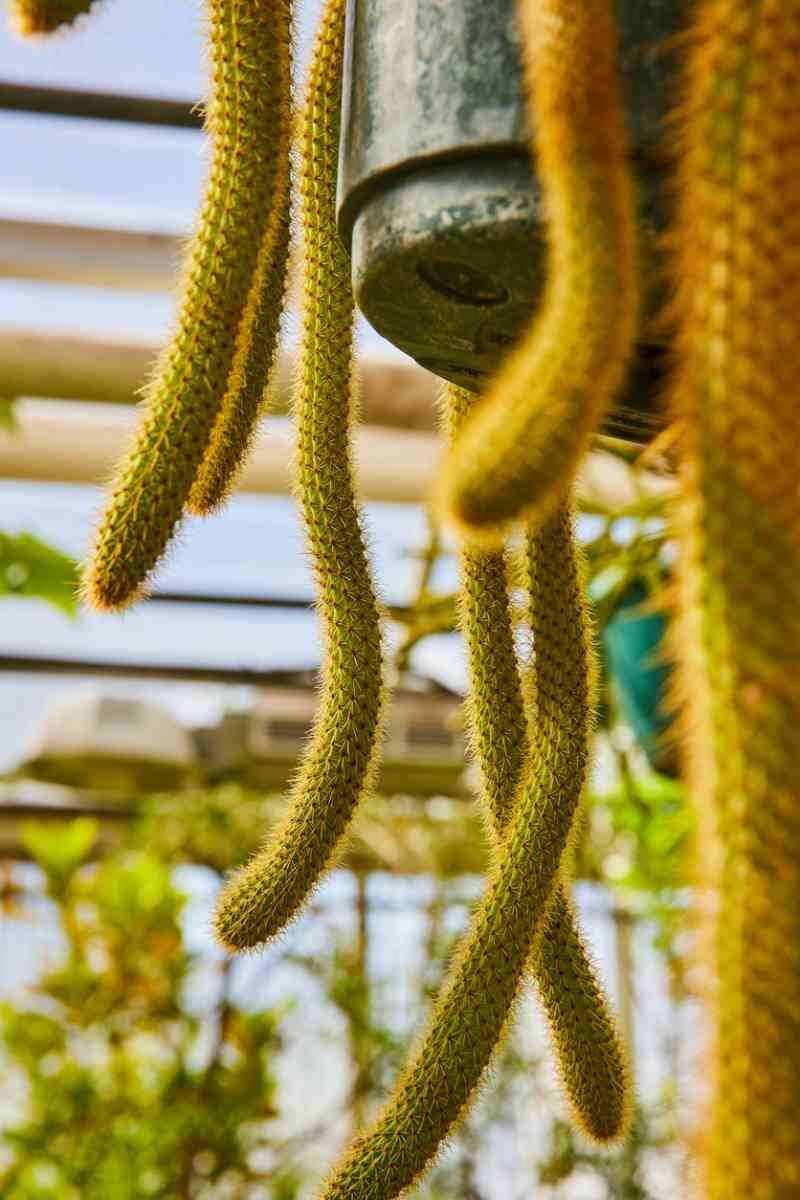 Cactus colgante cola de rata.