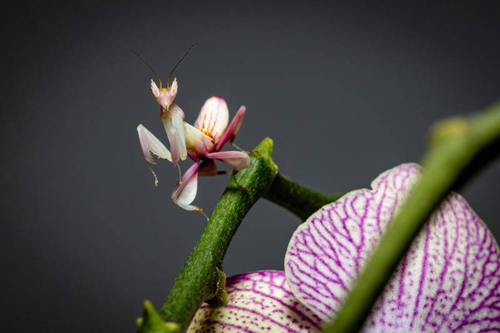 Este insecto aparenta ser una inofensiva flor de orquídea, pero en realidad es un temido depredador.