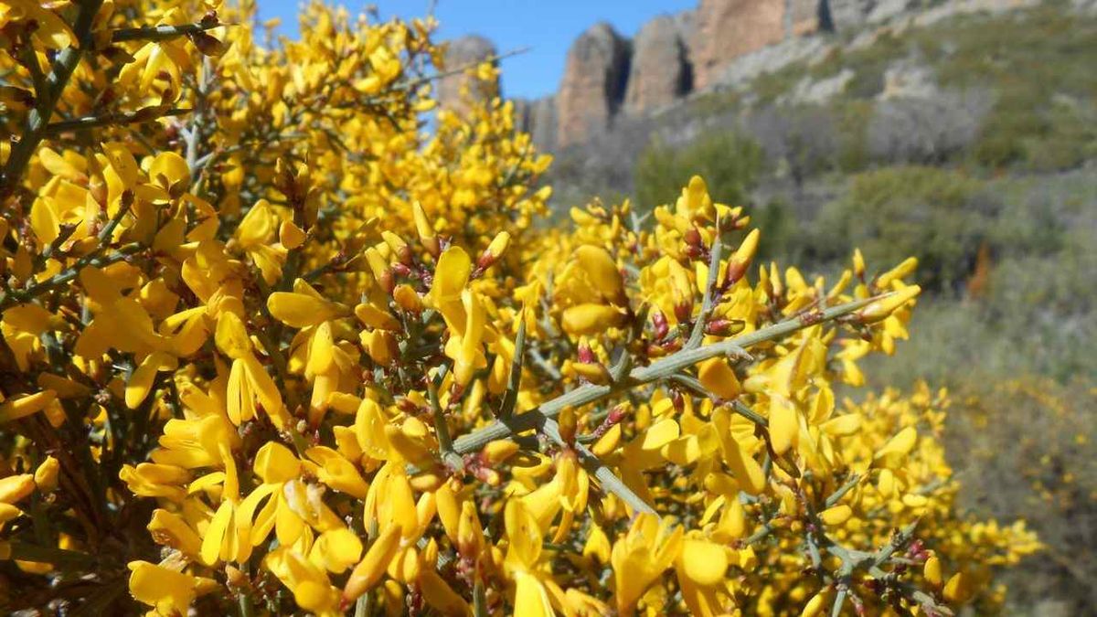 aliaga genista scorpius