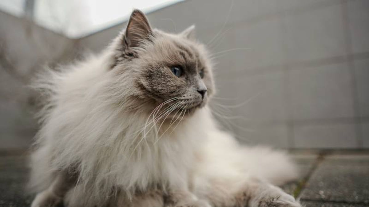 Se adapta perfectamente a cualquier ambiente y disfruta de la compañía humana.