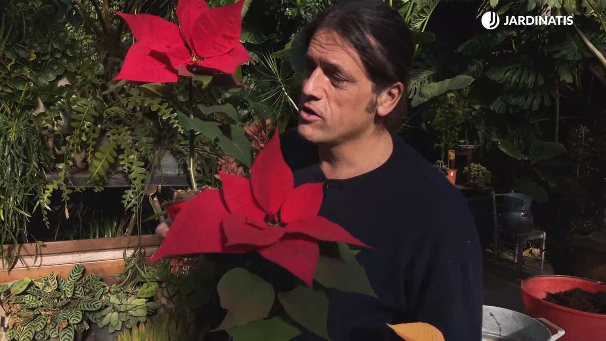 como_consevar la flor de pascua para que vuelva a florecer