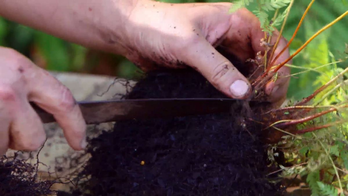 brico 926 3 reproduccion helecho arboreo dicksonia antartica dividir