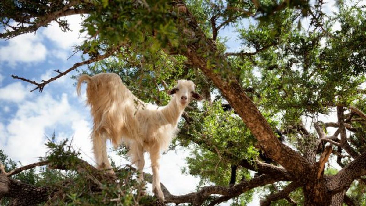 mito cabras y aceite de argan