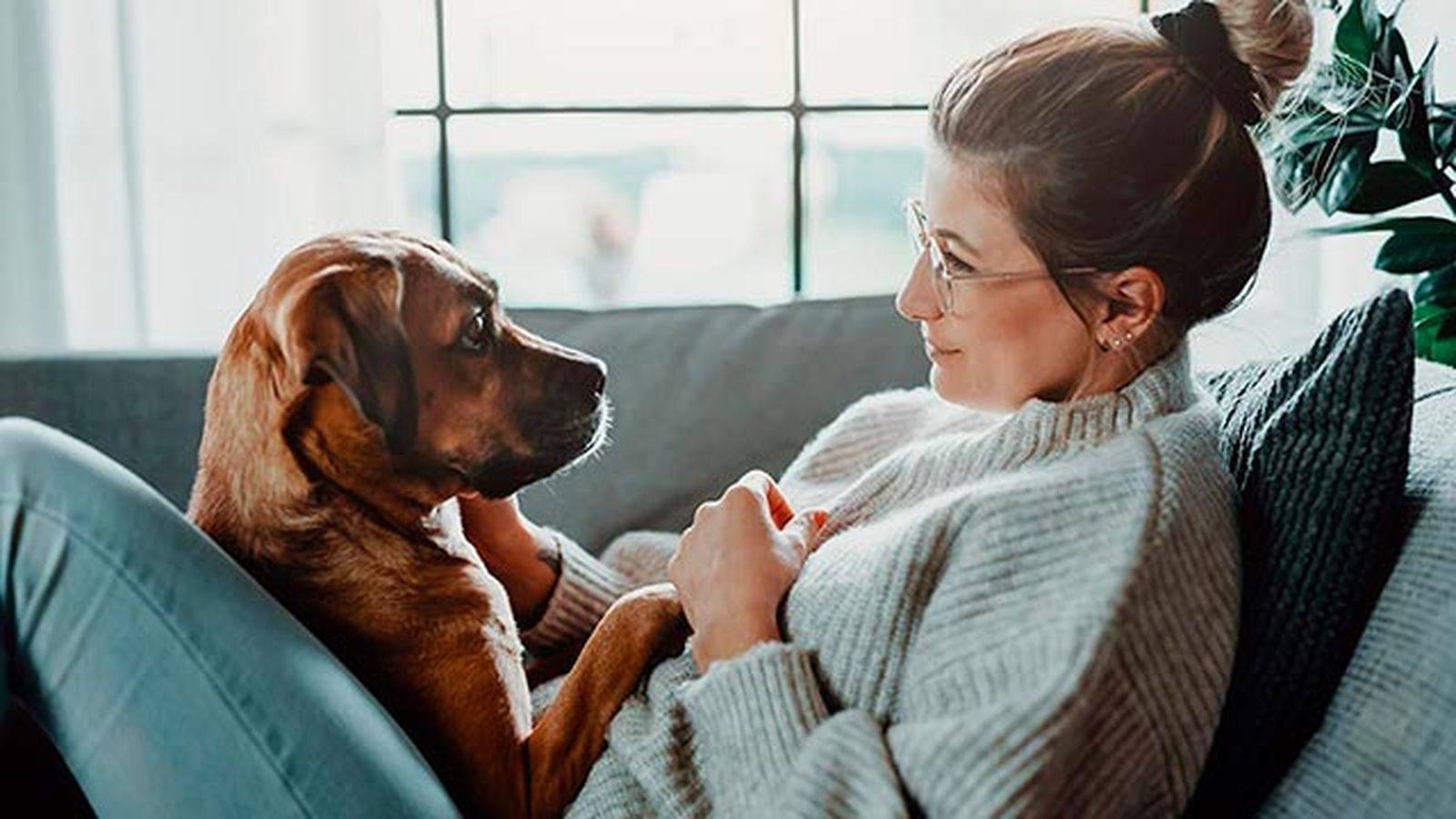 7 razones adoptar perro 4