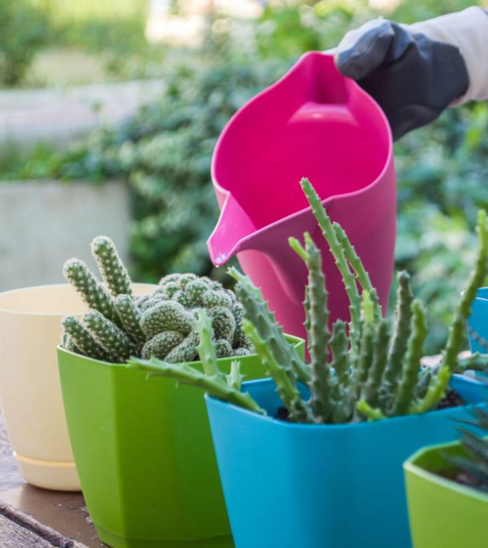 regar cactus