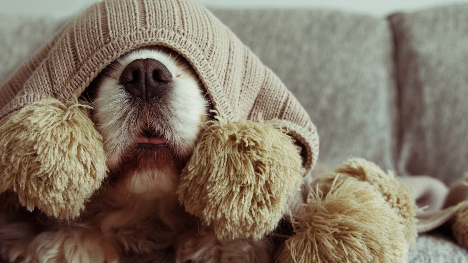 mi perro tiembla como si tuviese frio xl