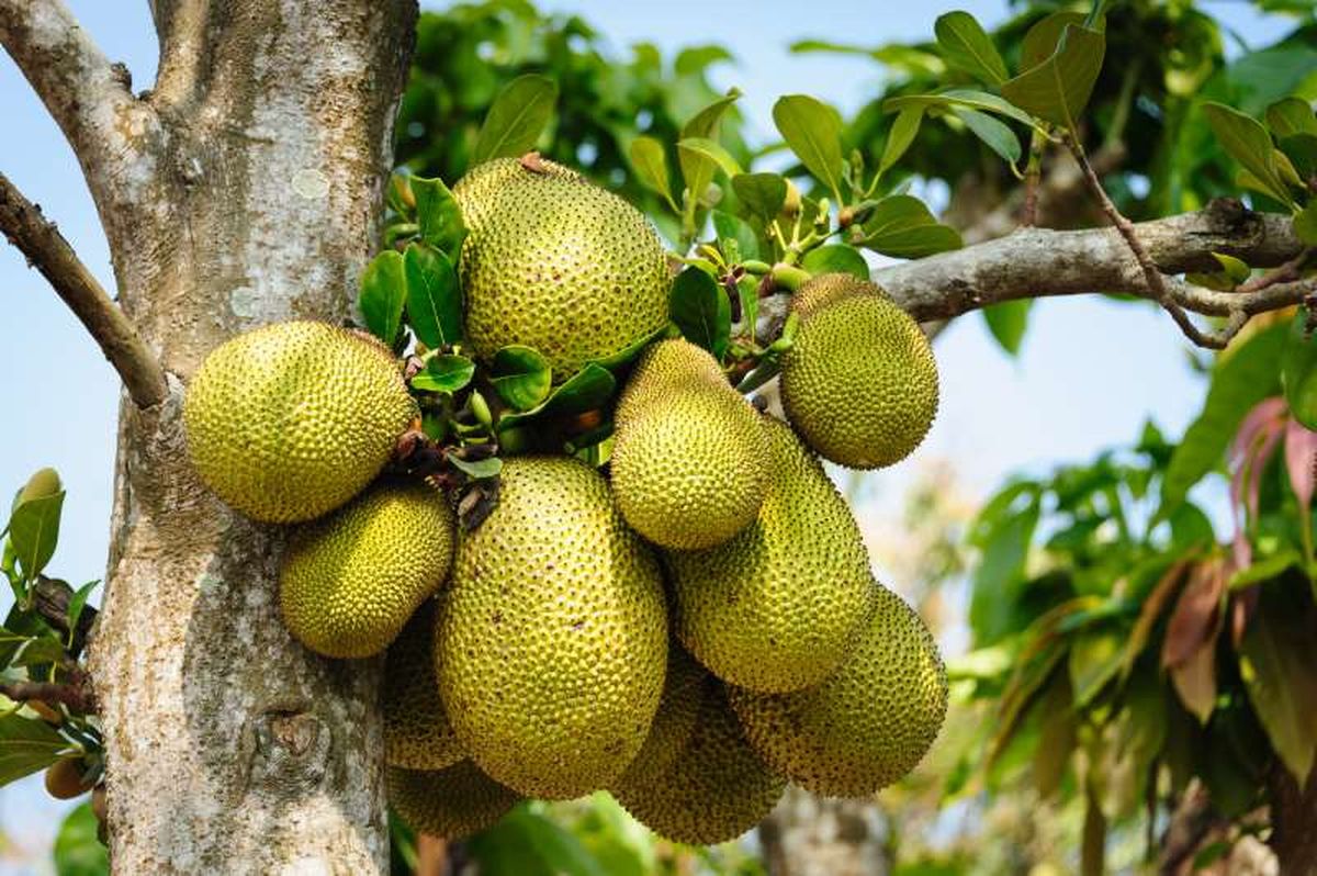 Jackfruit o jaca.